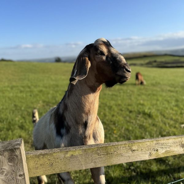 Willow Way Produce Goats - meet the team