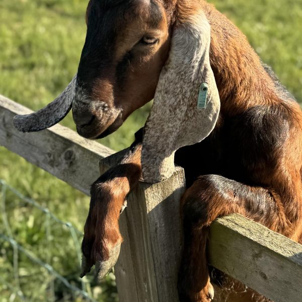 Willow Way Produce Goats - meet the team