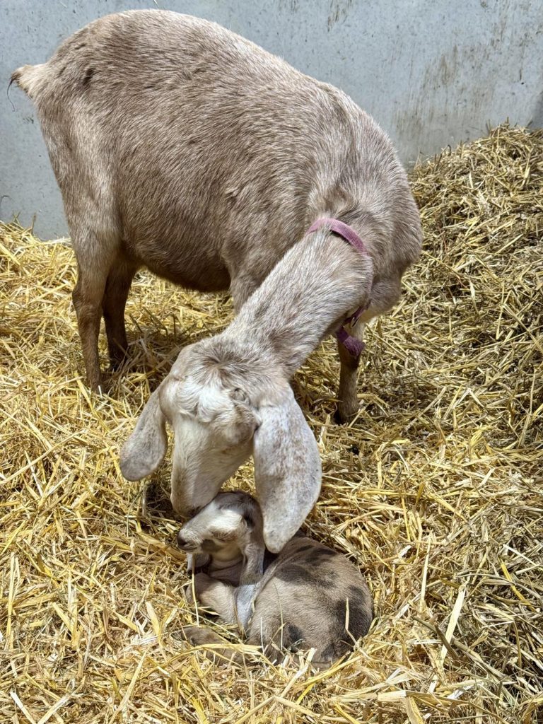 Willow Way Produce Goats - meet the team