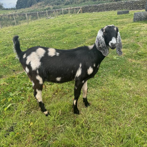 Willow Way Produce Goats - meet the team