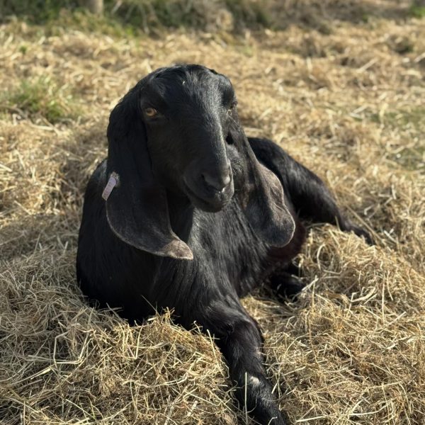 Willow Way Produce Goats - meet the team