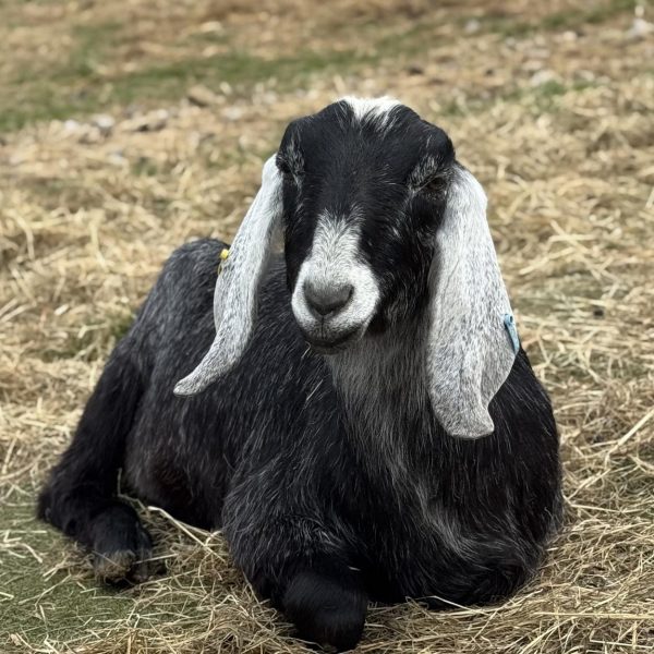 Willow Way Produce Goats - meet the team