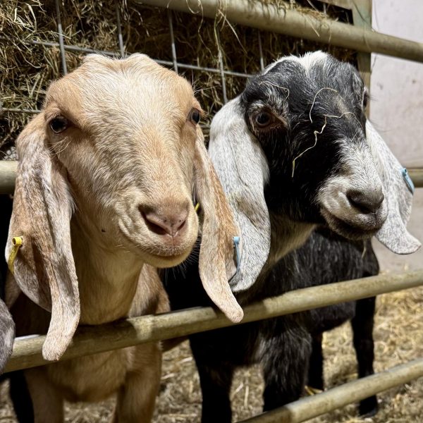Willow Way Produce Goats - meet the team
