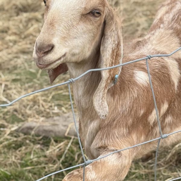 Willow Way Produce Goats - meet the team