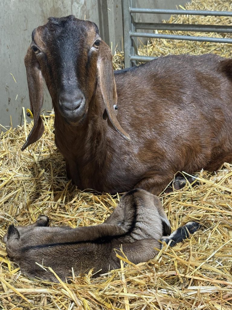 Willow Way Produce Goats - meet the team