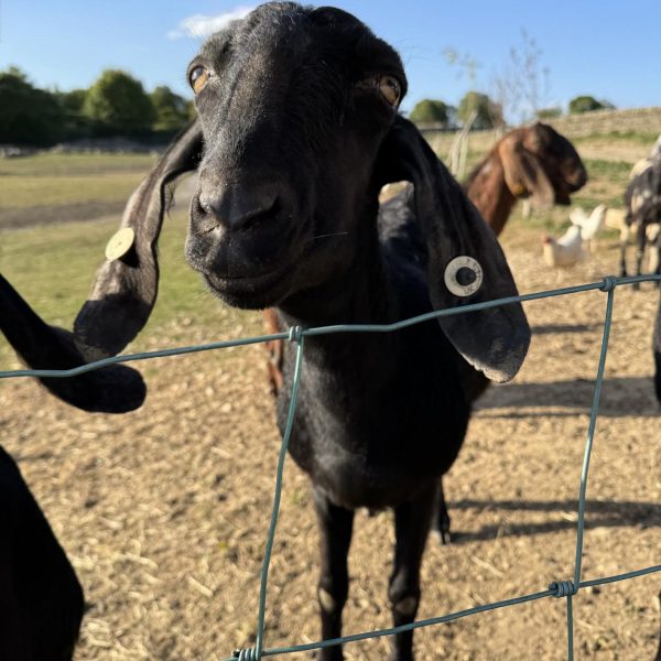 Willow Way Produce Goats - meet the team