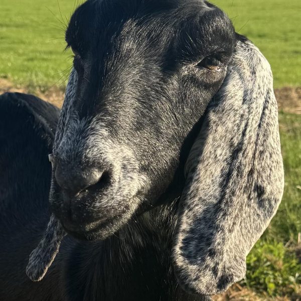 Willow Way Produce Goats - meet the team