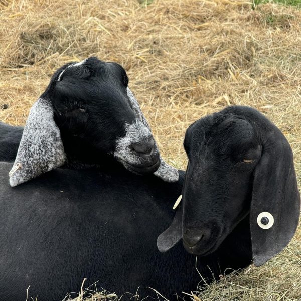 Willow Way Produce Goats - meet the team