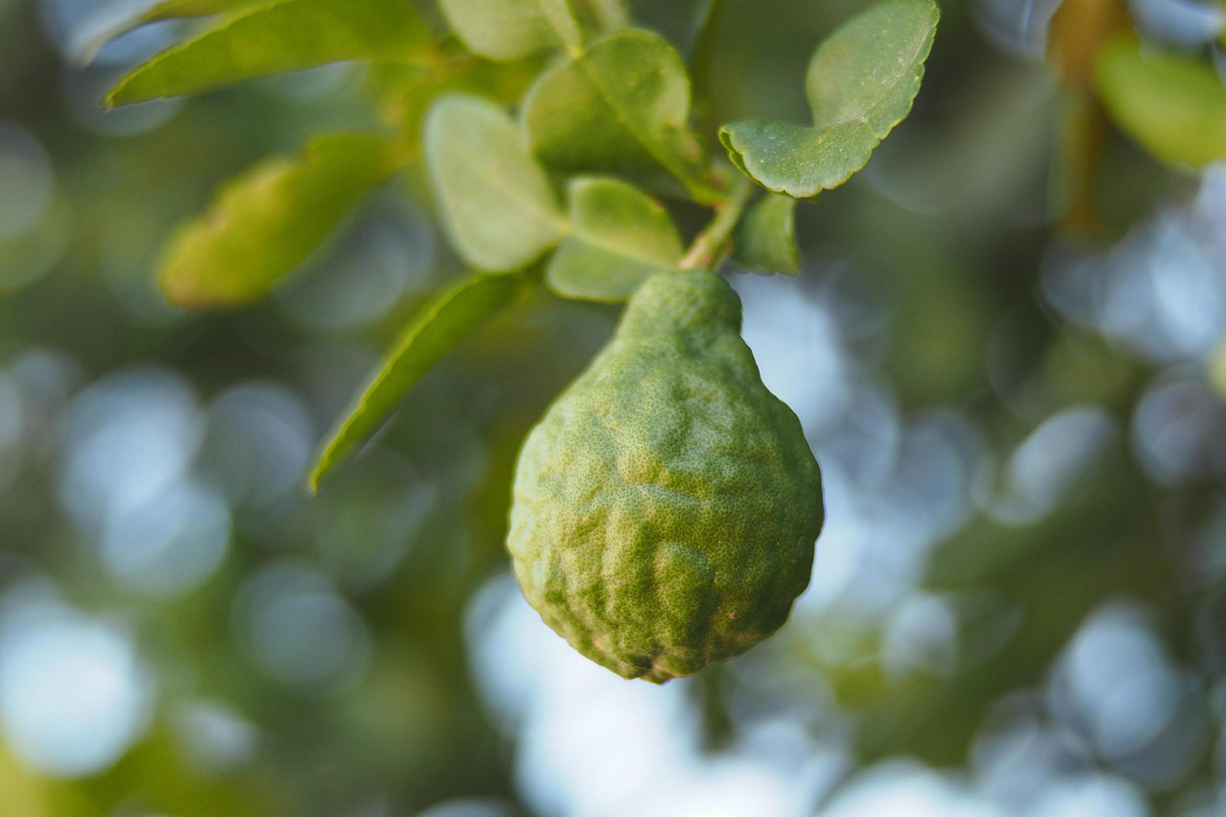Willow Way Produce natural ingredients - bergamot