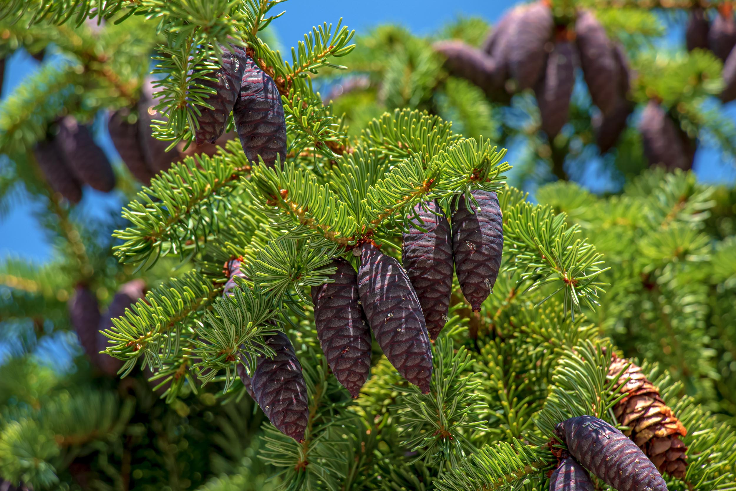 Willow Way Produce natural ingredients - black spruce.