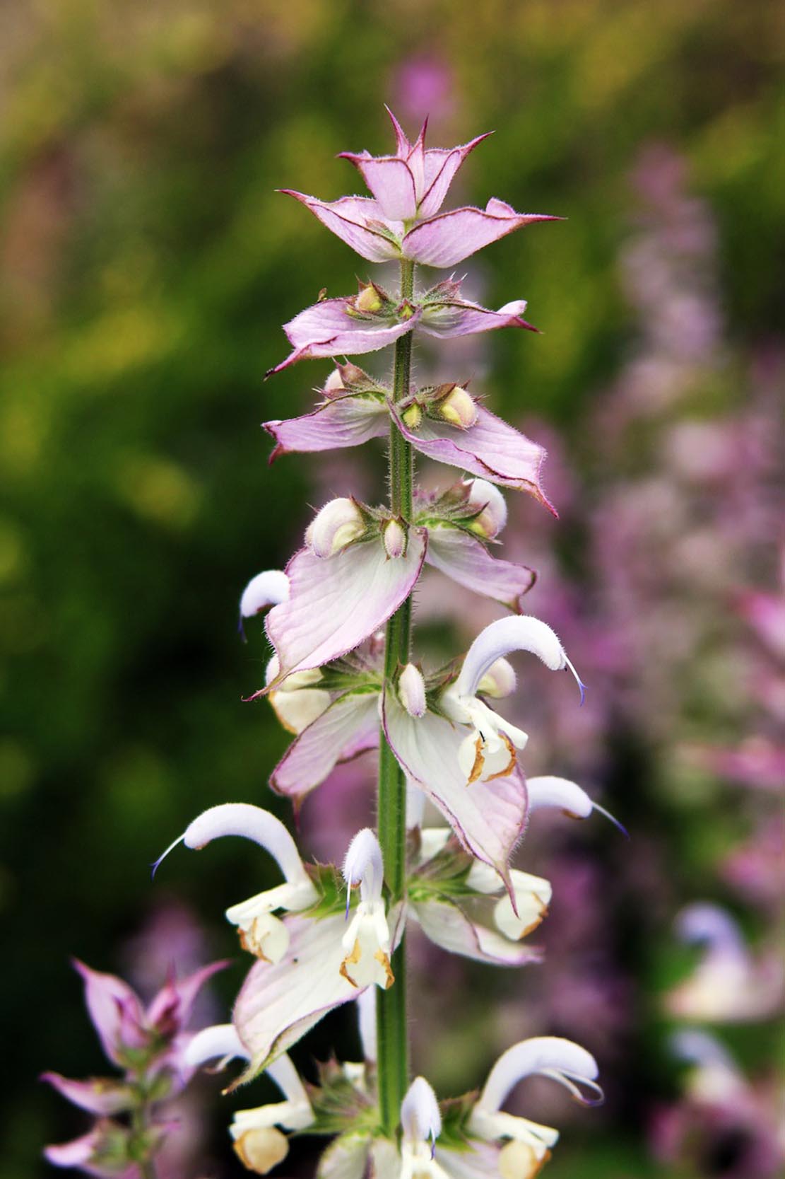 Willow Way Produce natural ingredients - clary sage