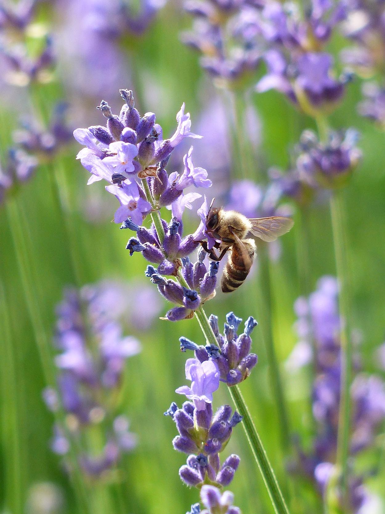 Willow Way Produce natural ingredients - lavender