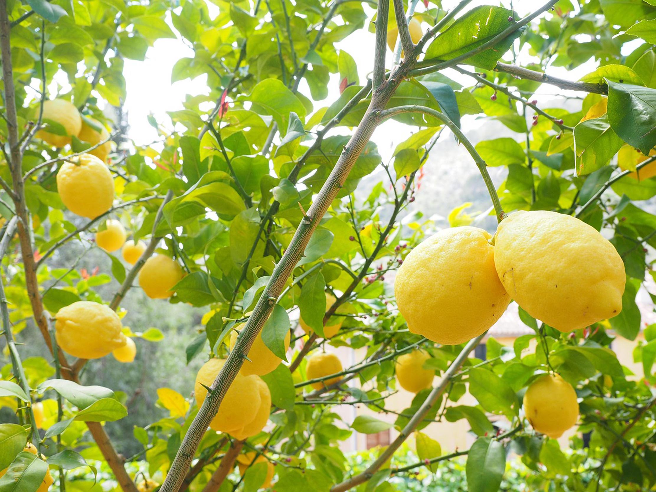 Willow Way Produce natural ingredients - lemons