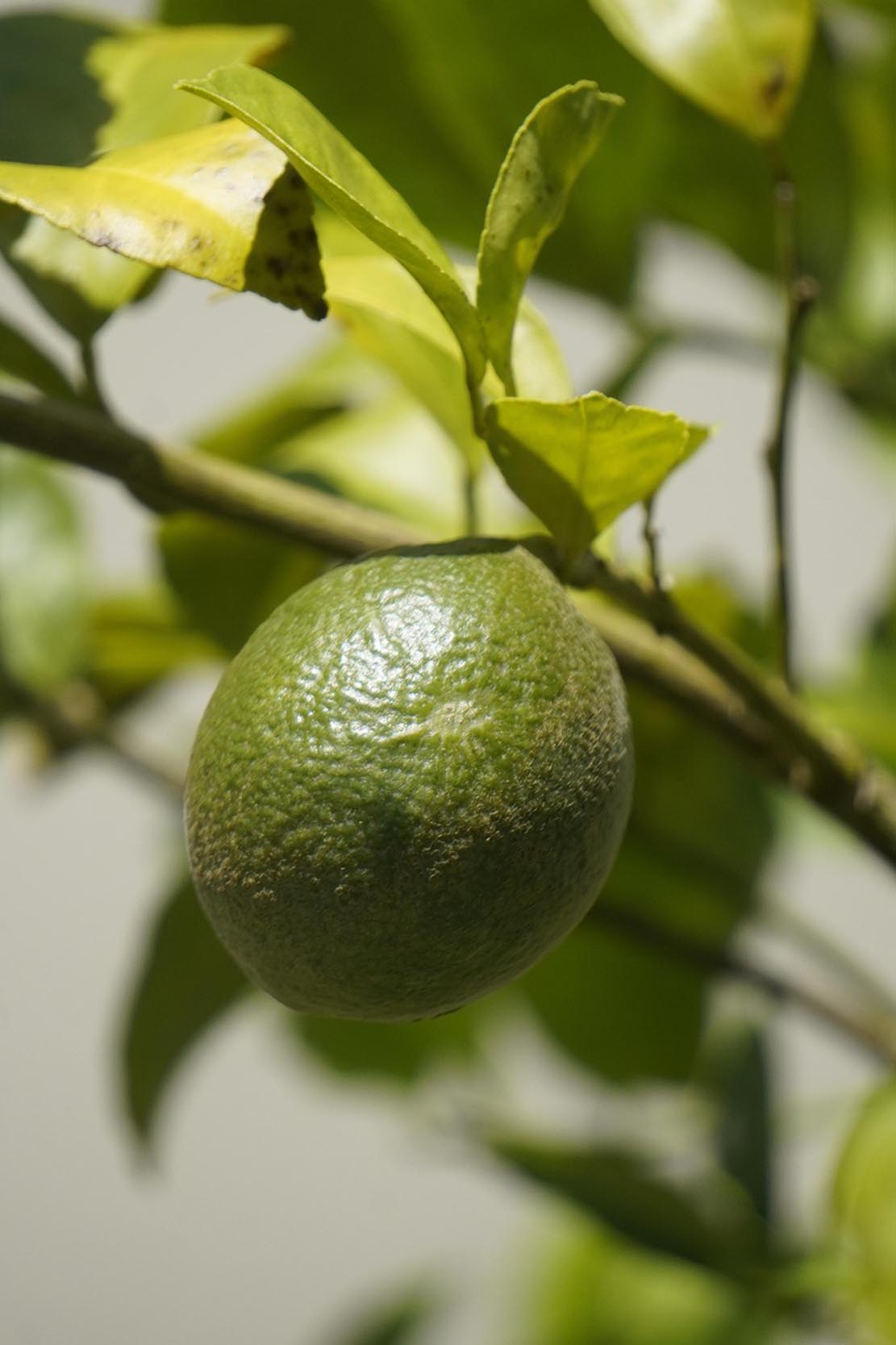 Willow Way Produce natural ingredients - lime