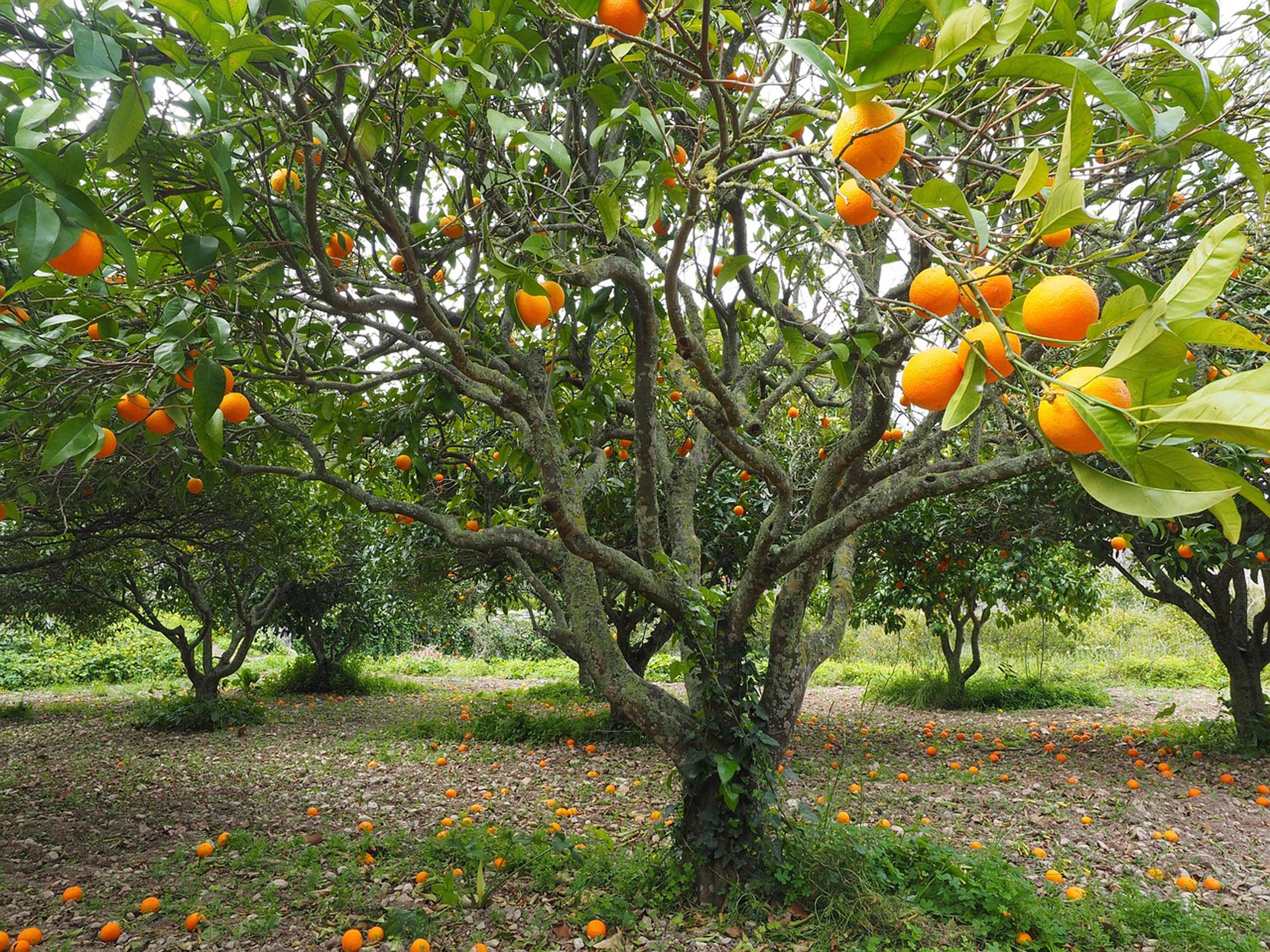 Willow Way Produce natural ingredients - orange