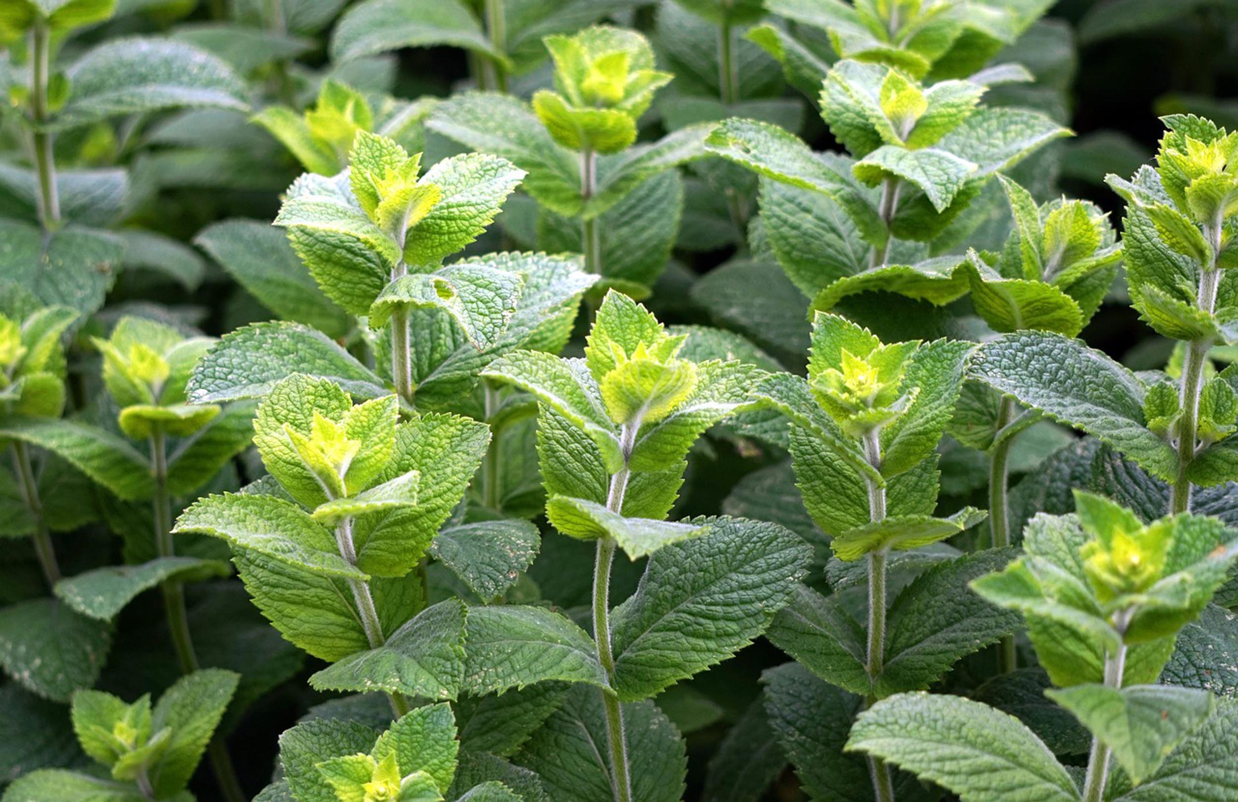 Willow Way Produce natural ingredients - peppermint