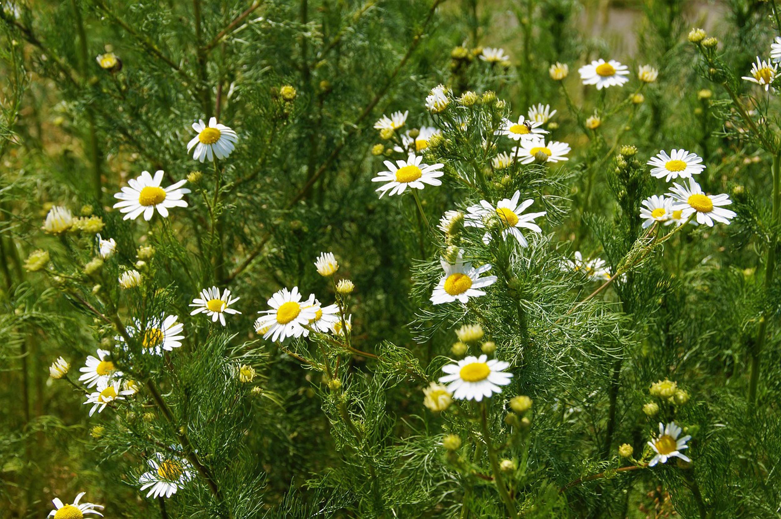Willow Way Produce natural ingredients - roman chamomile