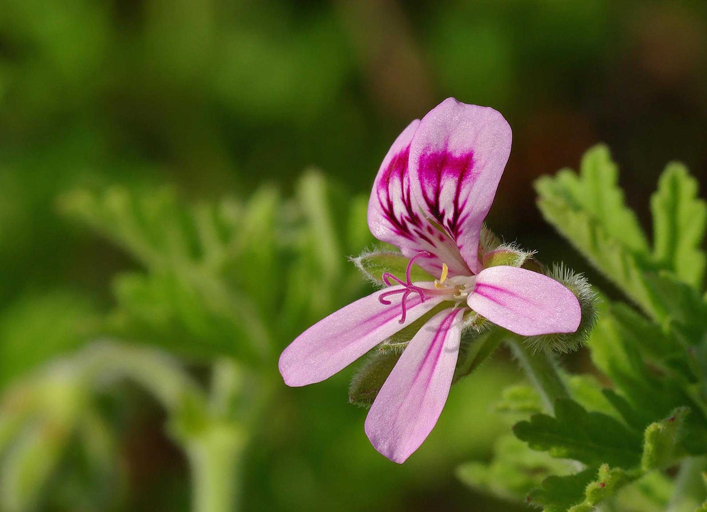 Willow Way Produce natural ingredients - rose geranium