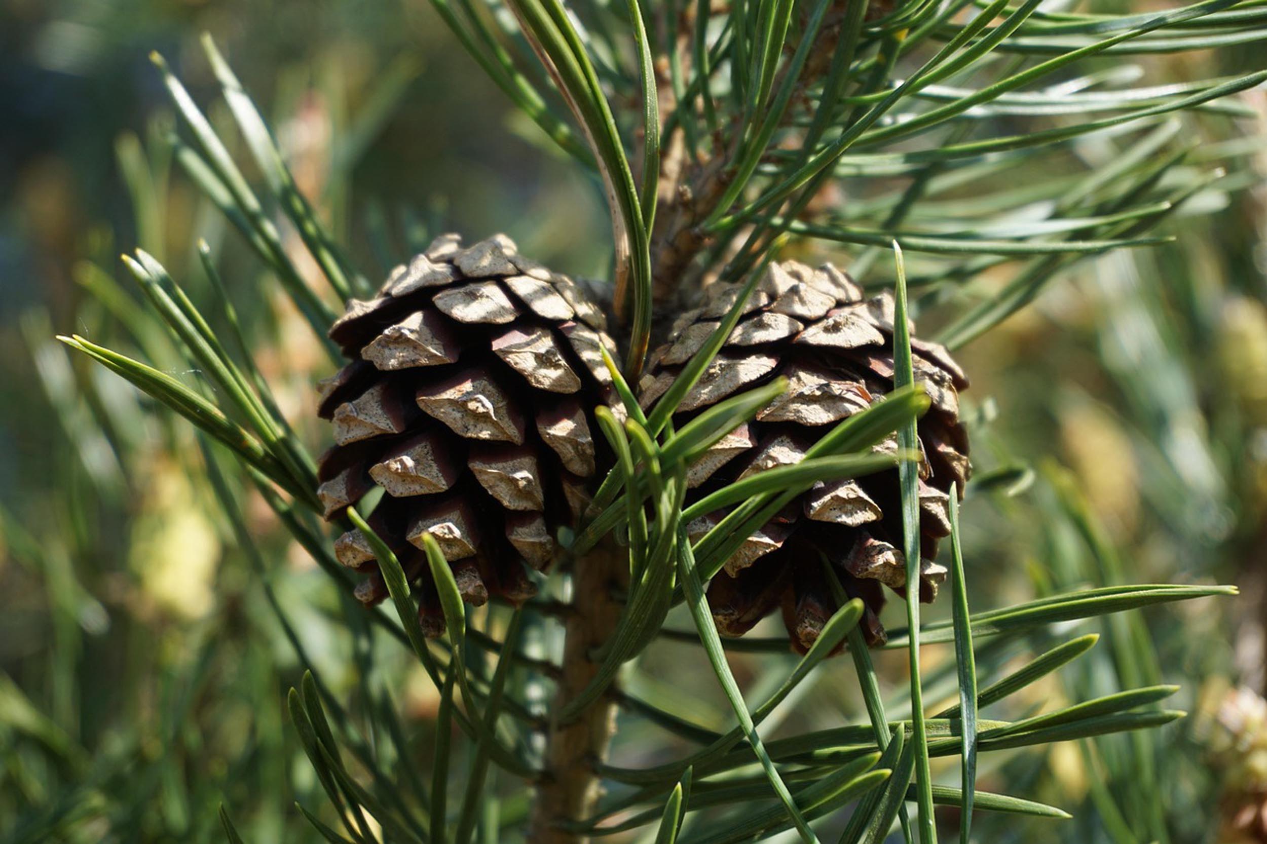 Willow Way Produce natural ingredients - scots pine needle
