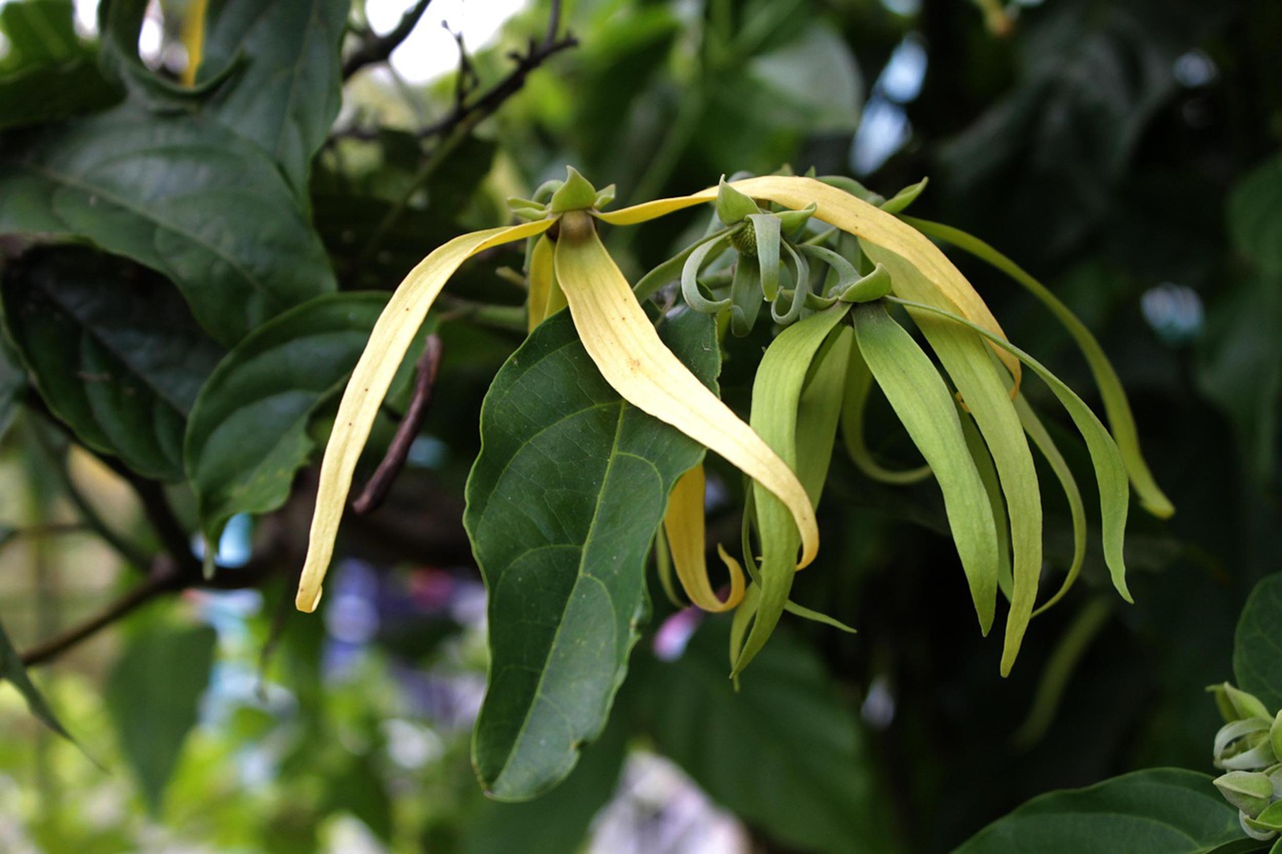 Willow Way Produce natural ingredients - ylang ylang