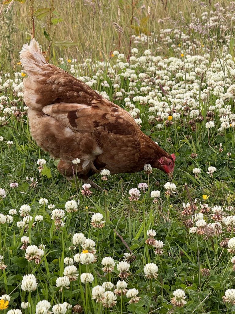 Willow Way Produce free range hens